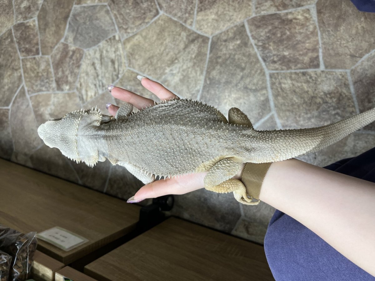 画像4: フトアゴヒゲトカゲ (4)