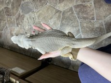 画像4: フトアゴヒゲトカゲ (4)