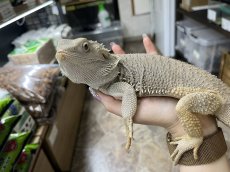 画像3: フトアゴヒゲトカゲ (3)