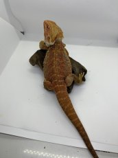 画像3: フトアゴヒゲトカゲ (3)