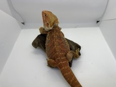 画像2: フトアゴヒゲトカゲ (2)