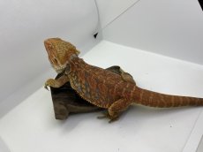 画像1: フトアゴヒゲトカゲ (1)