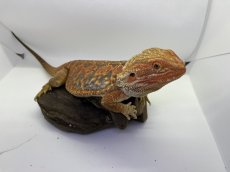 画像4: フトアゴヒゲトカゲ (4)