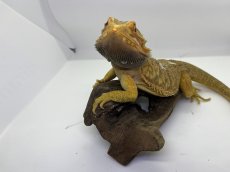 画像3: フトアゴヒゲトカゲ (3)