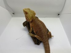 画像2: フトアゴヒゲトカゲ (2)