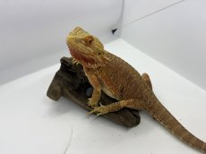画像3: フトアゴヒゲトカゲ (3)