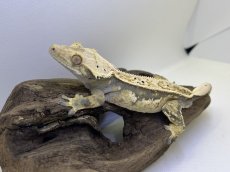 画像3: クレステッドゲッコー (3)