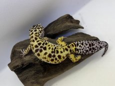 画像1: ヒョウモントカゲモドキ (1)