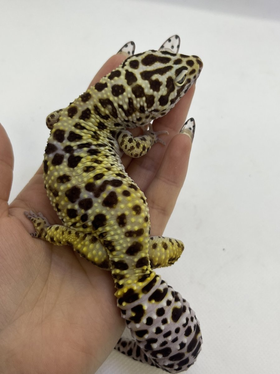 画像3: ヒョウモントカゲモドキ (3)