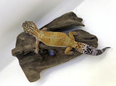 画像1: ヒョウモントカゲモドキ (1)