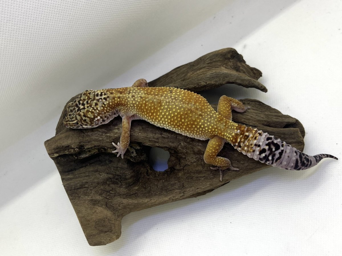画像2: ヒョウモントカゲモドキ (2)