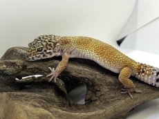 画像3: ヒョウモントカゲモドキ (3)