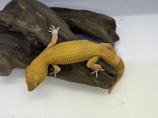 画像1: ヒョウモントカゲモドキ (1)