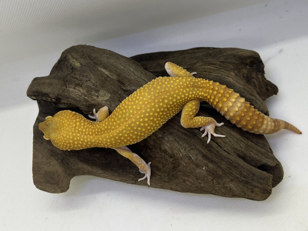 画像3: ヒョウモントカゲモドキ (3)