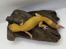 画像3: ヒョウモントカゲモドキ (3)