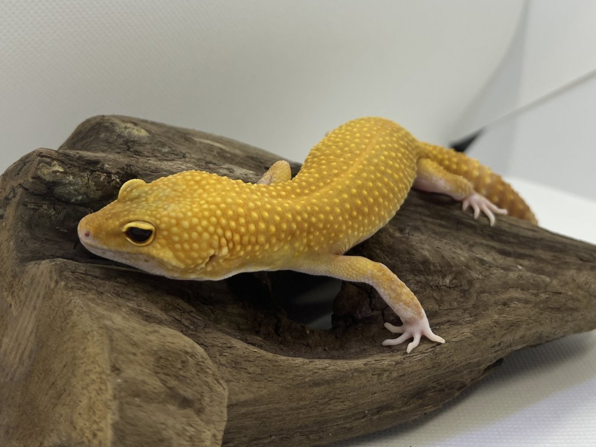 画像2: ヒョウモントカゲモドキ (2)