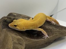 画像2: ヒョウモントカゲモドキ (2)