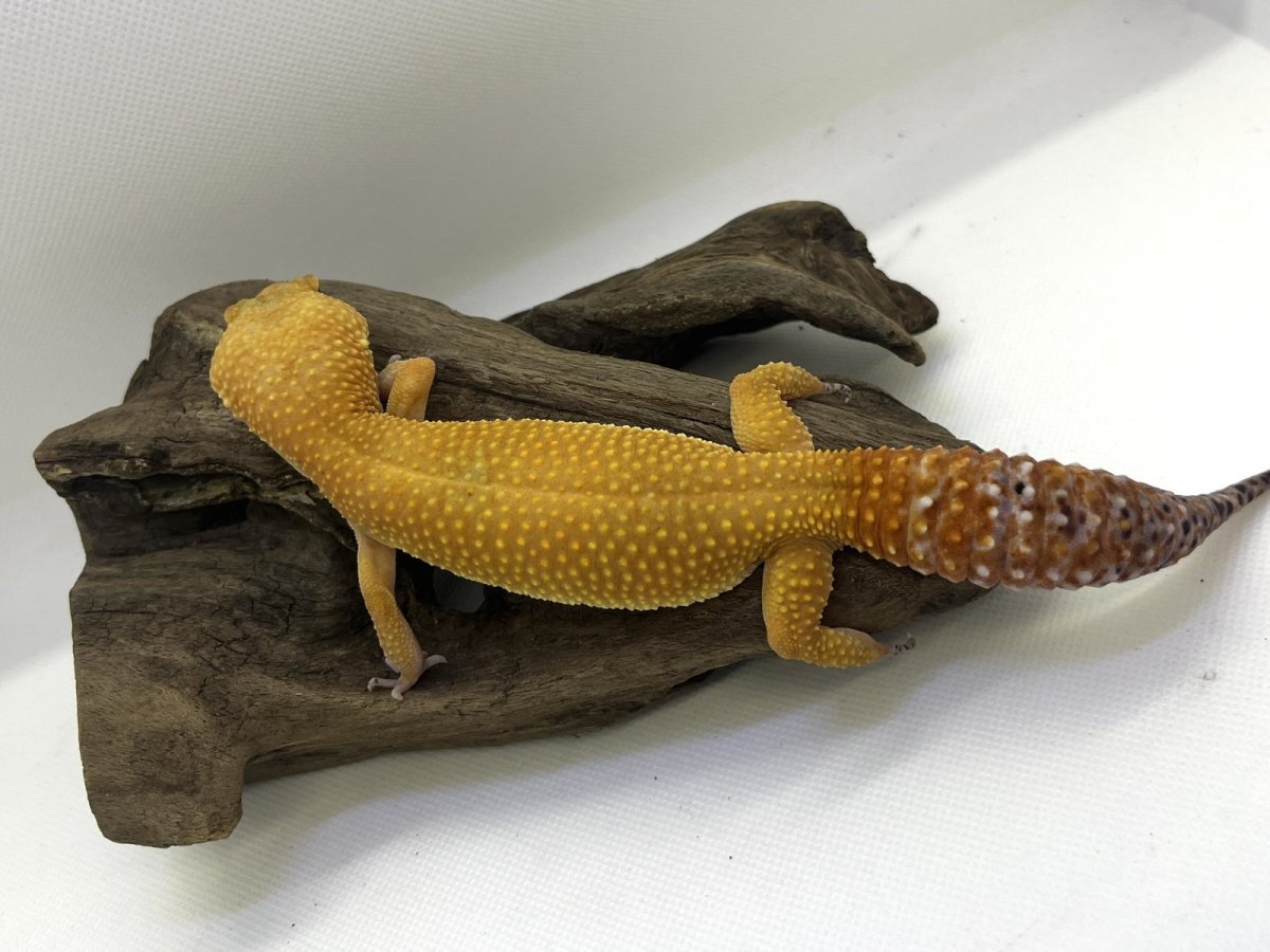 画像2: ヒョウモントカゲモドキ (2)