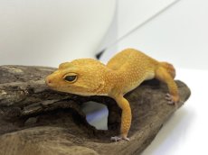 画像3: ヒョウモントカゲモドキ (3)