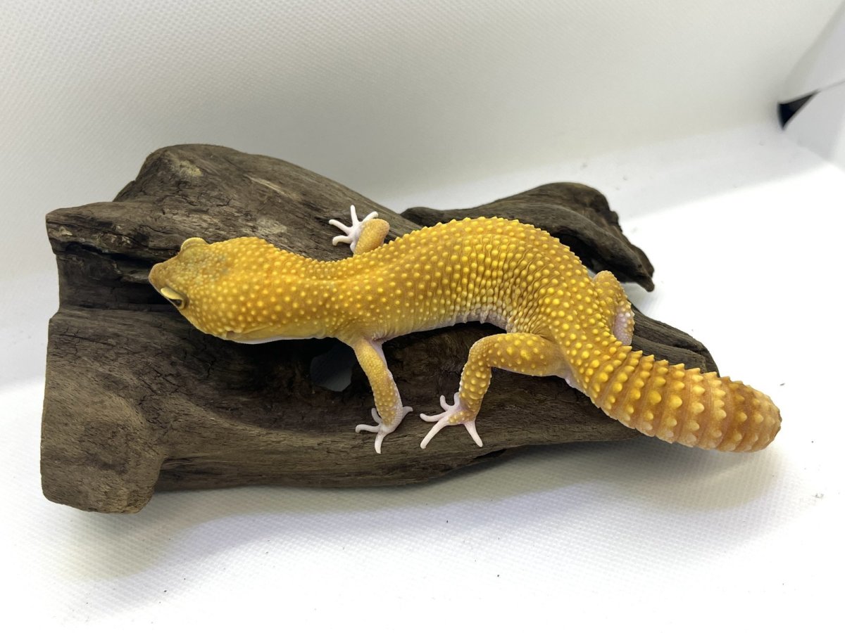 画像2: ヒョウモントカゲモドキ (2)