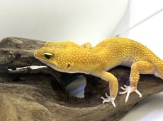 画像3: ヒョウモントカゲモドキ (3)