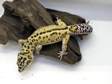 画像1: ヒョウモントカゲモドキ (1)