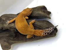 画像2: ヒョウモントカゲモドキ (2)