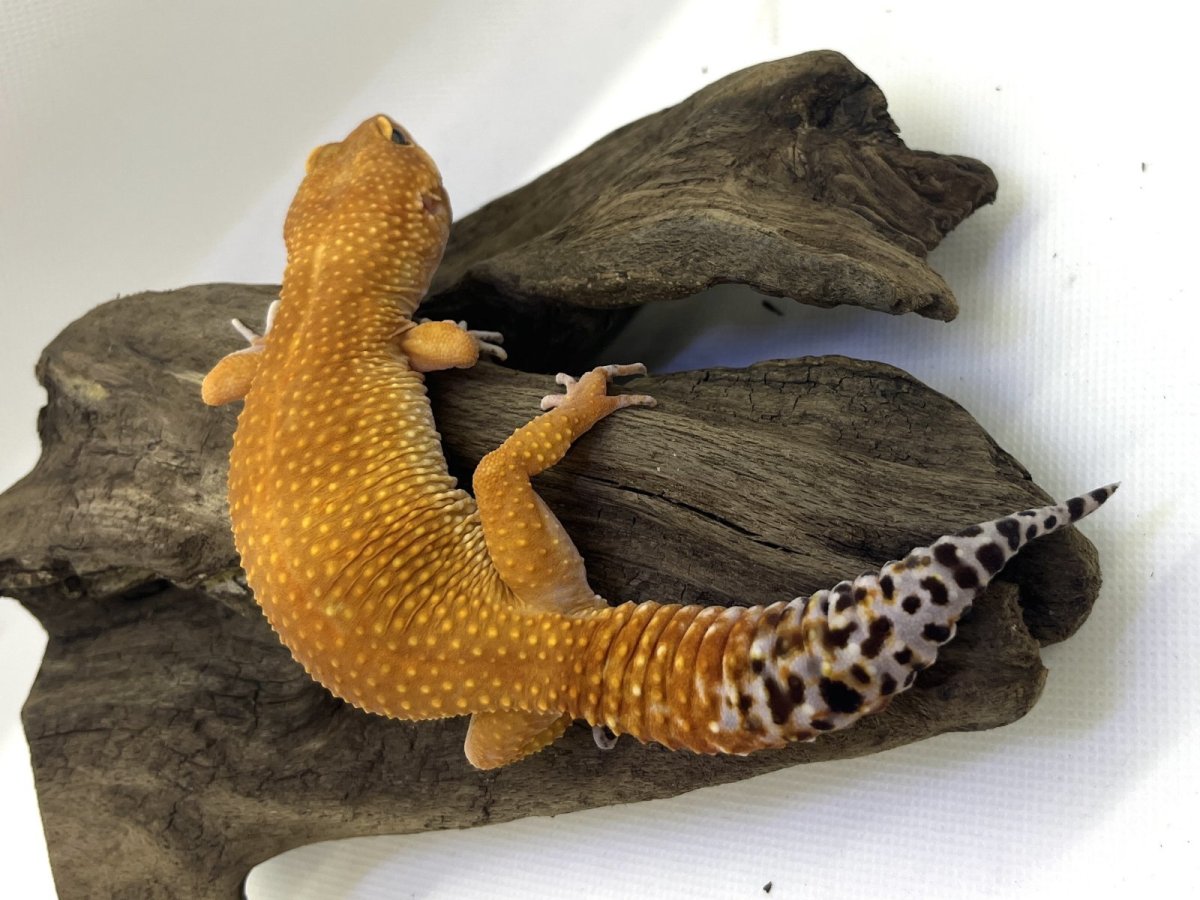 画像1: ヒョウモントカゲモドキ (1)