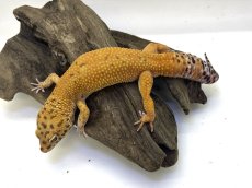 画像2: ヒョウモントカゲモドキ (2)