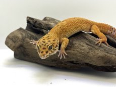 画像3: ヒョウモントカゲモドキ (3)