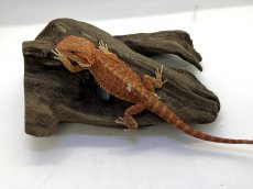 画像3: フトアゴヒゲトカゲ (3)