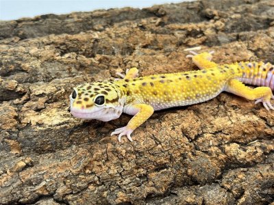画像1: 【大阪店】ヒョウモントカゲモドキ［ハイイエロー］