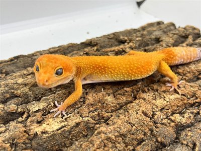 画像1: 【大阪店】ヒョウモントカゲモドキ［サングロー］