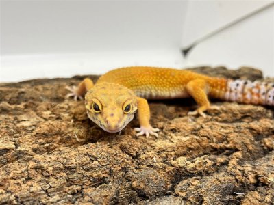 画像1: 【大阪店】ヒョウモントカゲモドキ［マンダリン］