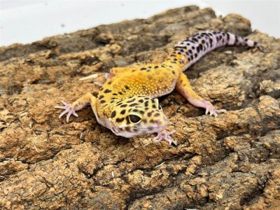 画像1: 【大阪店】ヒョウモントカゲモドキ［ハイイエロー］