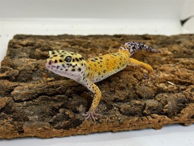 画像1: 【大阪店】ヒョウモントカゲモドキ［ハイイエロー］