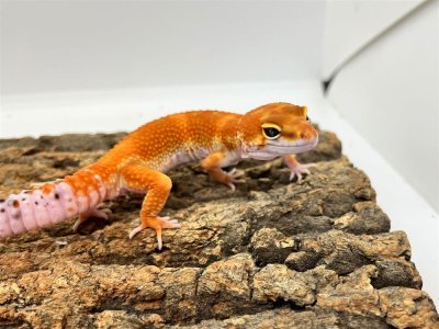 画像1: 【大阪店】ヒョウモントカゲモドキ［ブラッドマンダリン］