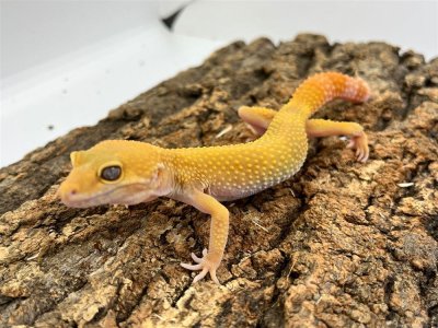 画像1: 【大阪店】ヒョウモントカゲモドキ［サングローフルキャロット］