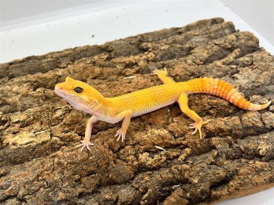 画像1: 【大阪店】ヒョウモントカゲモドキ［サングローフルキャロット］