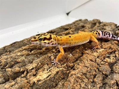 画像1: 【大阪店】ヒョウモントカゲモドキ［ハイイエロー］