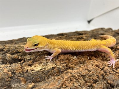 画像1: 【大阪店】ヒョウモントカゲモドキ［サングローフルキャロット］