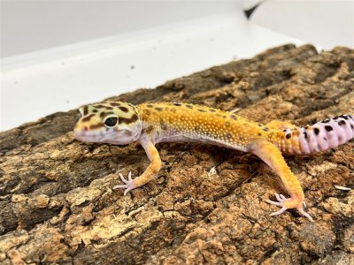 画像1: 【大阪店】ヒョウモントカゲモドキ［ハイイエロー］