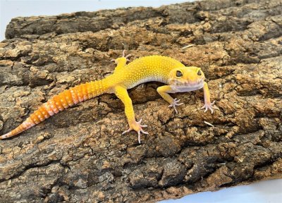 画像1: 【大阪店】ヒョウモントカゲモドキ［サングローフルキャロット］