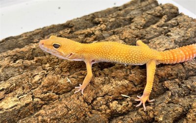 画像1: 【大阪店】ヒョウモントカゲモドキ［サングローフルキャロット］