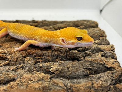 画像1: 【大阪店】ヒョウモントカゲモドキ［サングローフルキャロット］