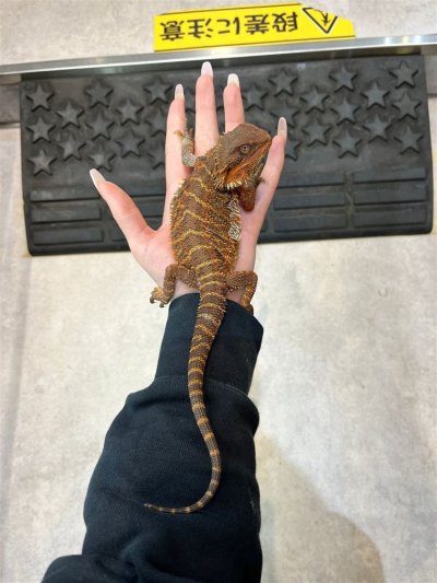画像1: 【大阪店】フトアゴヒゲトカゲ(ダークレッド）