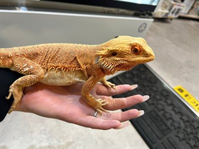 画像1: 【大阪店】フトアゴヒゲトカゲ(レッド）