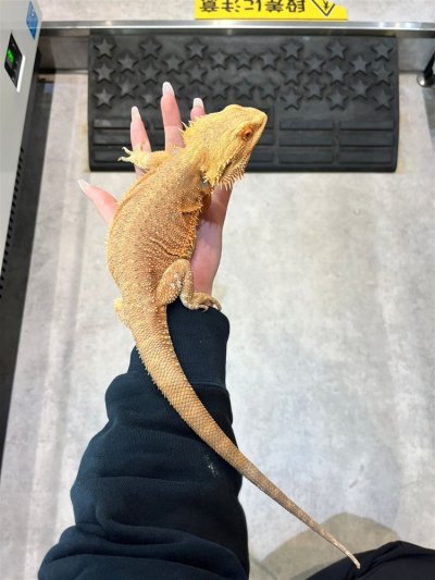 画像2: 【大阪店】フトアゴヒゲトカゲ(レッド）