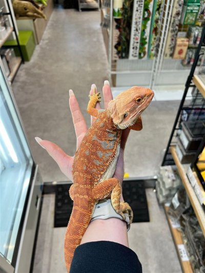画像1: 【大阪店】フトアゴヒゲトカゲ(スーパーレッド）