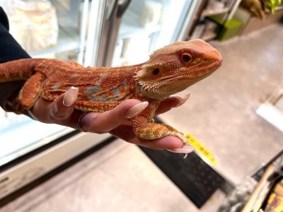 画像2: 【大阪店】フトアゴヒゲトカゲ(スーパーレッド）